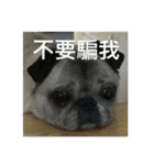 pug Ni（個別スタンプ：1）