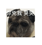 pug Ni（個別スタンプ：2）