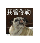 pug Ni（個別スタンプ：3）