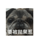 pug Ni（個別スタンプ：5）