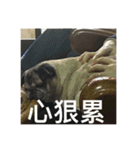 pug Ni（個別スタンプ：6）