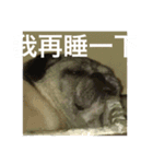 pug Ni（個別スタンプ：7）