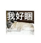 pug Ni（個別スタンプ：8）