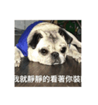 pug Ni（個別スタンプ：9）