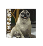 pug Ni（個別スタンプ：12）