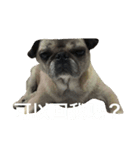 pug Ni（個別スタンプ：13）