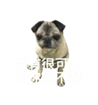 pug Ni（個別スタンプ：14）