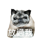 pug Ni（個別スタンプ：15）