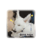 west highland white terrier pipi doggy（個別スタンプ：1）