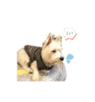 west highland white terrier pipi doggy（個別スタンプ：2）