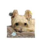 west highland white terrier pipi doggy（個別スタンプ：3）