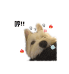 west highland white terrier pipi doggy（個別スタンプ：4）