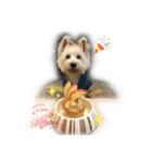 west highland white terrier pipi doggy（個別スタンプ：5）