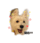 west highland white terrier pipi doggy（個別スタンプ：7）