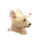 west highland white terrier pipi doggy（個別スタンプ：8）