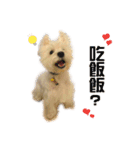 west highland white terrier pipi doggy（個別スタンプ：9）