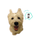 west highland white terrier pipi doggy（個別スタンプ：10）