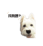 west highland white terrier pipi doggy（個別スタンプ：12）