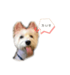 west highland white terrier pipi doggy（個別スタンプ：13）