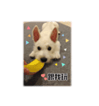 west highland white terrier pipi doggy（個別スタンプ：15）