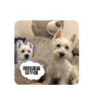 west highland white terrier pipi doggy（個別スタンプ：16）