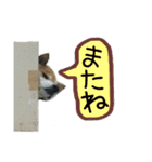 Rikuくん＆Yoshi-くん ´•ﻌ•`（個別スタンプ：27）