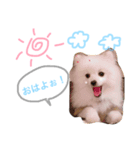 MilkDog（個別スタンプ：1）