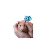 Hamster Butter（個別スタンプ：1）