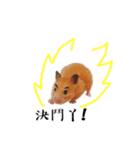 Hamster Butter（個別スタンプ：2）