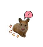 Hamster Butter（個別スタンプ：4）