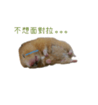 Hamster Butter（個別スタンプ：8）