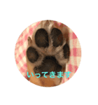 柴犬 きなこ2（個別スタンプ：3）