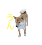 柴犬 きなこ2（個別スタンプ：5）