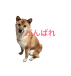 柴犬 きなこ2（個別スタンプ：7）