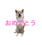 柴犬 きなこ2（個別スタンプ：10）