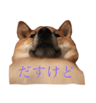 柴犬 きなこ2（個別スタンプ：11）