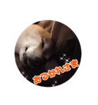 柴犬茶々 2（個別スタンプ：3）