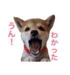 柴犬茶々 2（個別スタンプ：7）