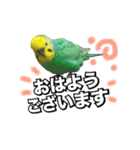 インコのポンちゃん（敬語）（個別スタンプ：1）