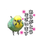 インコのポンちゃん（敬語）（個別スタンプ：2）