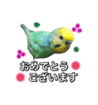 インコのポンちゃん（敬語）（個別スタンプ：3）