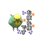 インコのポンちゃん（敬語）（個別スタンプ：4）