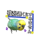 インコのポンちゃん（敬語）（個別スタンプ：5）