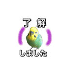 インコのポンちゃん（敬語）（個別スタンプ：6）