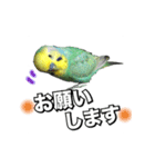 インコのポンちゃん（敬語）（個別スタンプ：8）