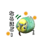 インコのポンちゃん（敬語）（個別スタンプ：10）