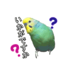 インコのポンちゃん（敬語）（個別スタンプ：11）