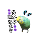 インコのポンちゃん（敬語）（個別スタンプ：13）