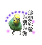 インコのポンちゃん（敬語）（個別スタンプ：16）