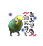 インコのポンちゃん（敬語）（個別スタンプ：17）